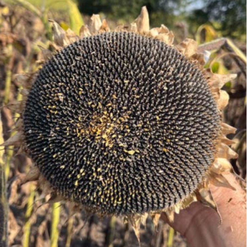 Ambalajul produsului