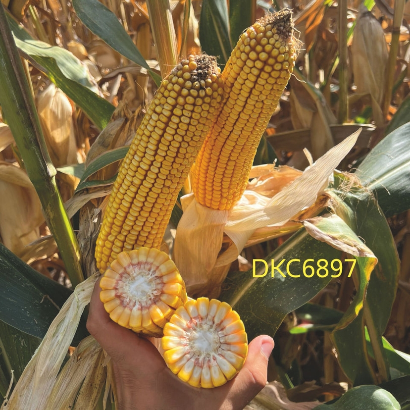 Ambalajul produsului