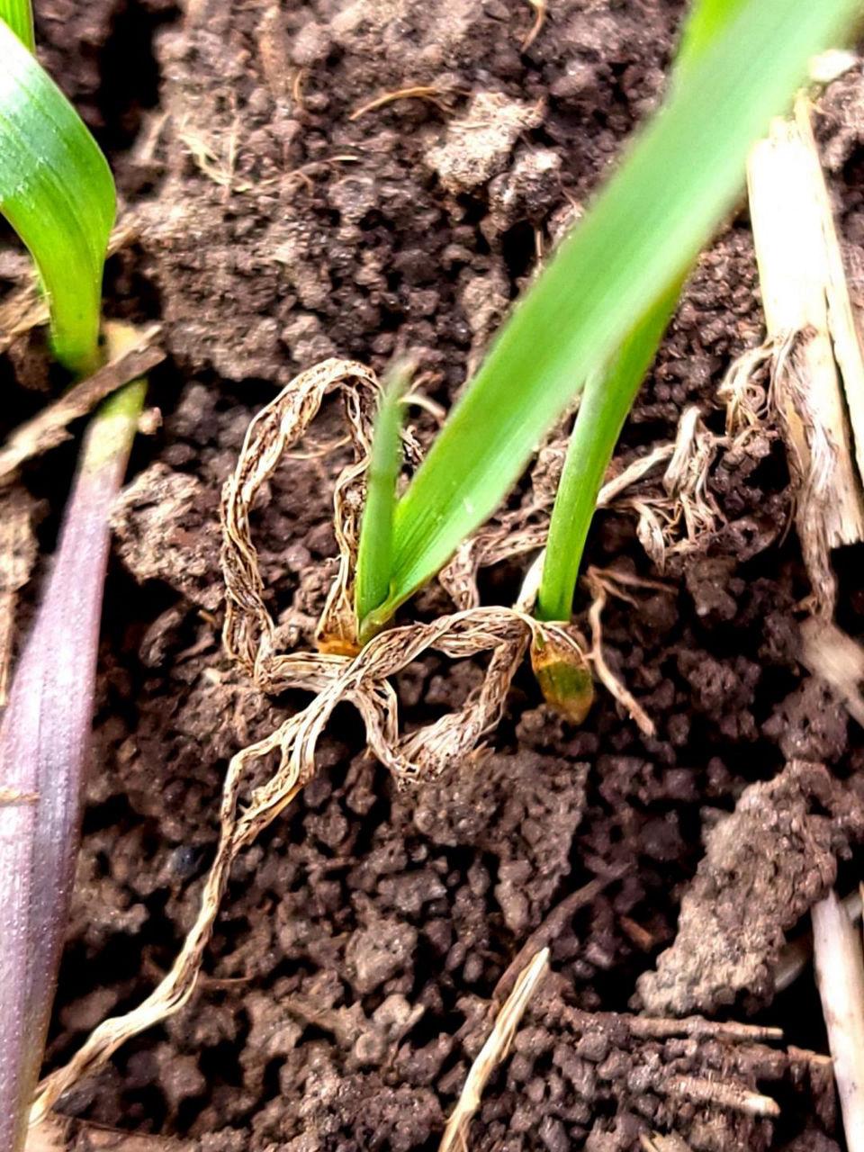 Gândacul ghebos al cerealelor (Zabrus tenebrioides): biologie, pagube și metode de combatere în 2025