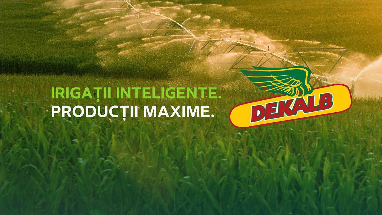 Sfaturi esențiale pentru porumb irigat cu hibrizi DEKALB®