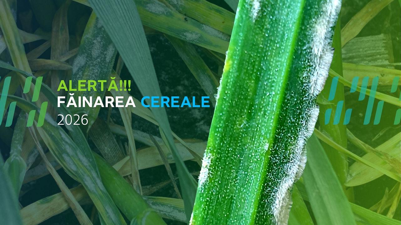 Avertizare făinare 2026
