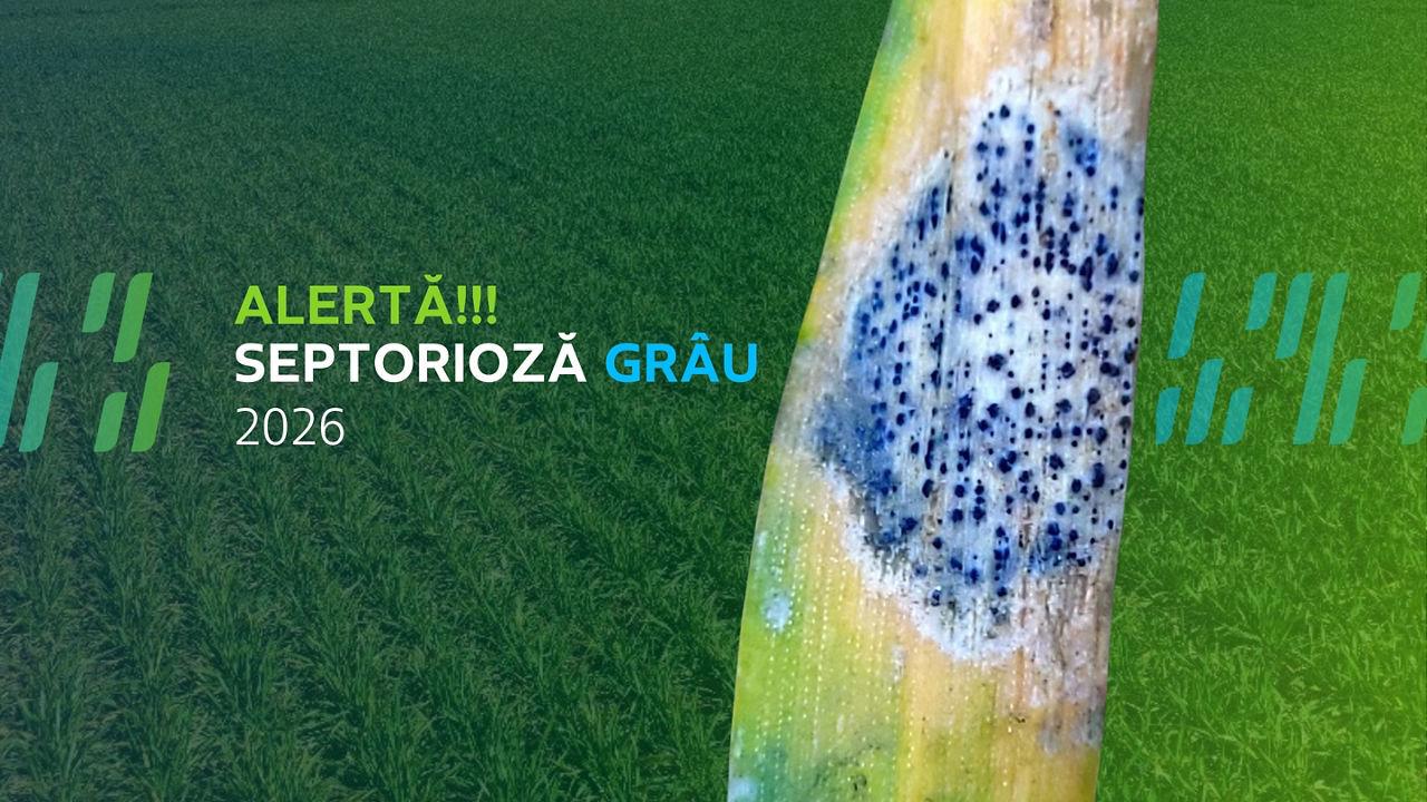 Alertă septorioză grâu 2026