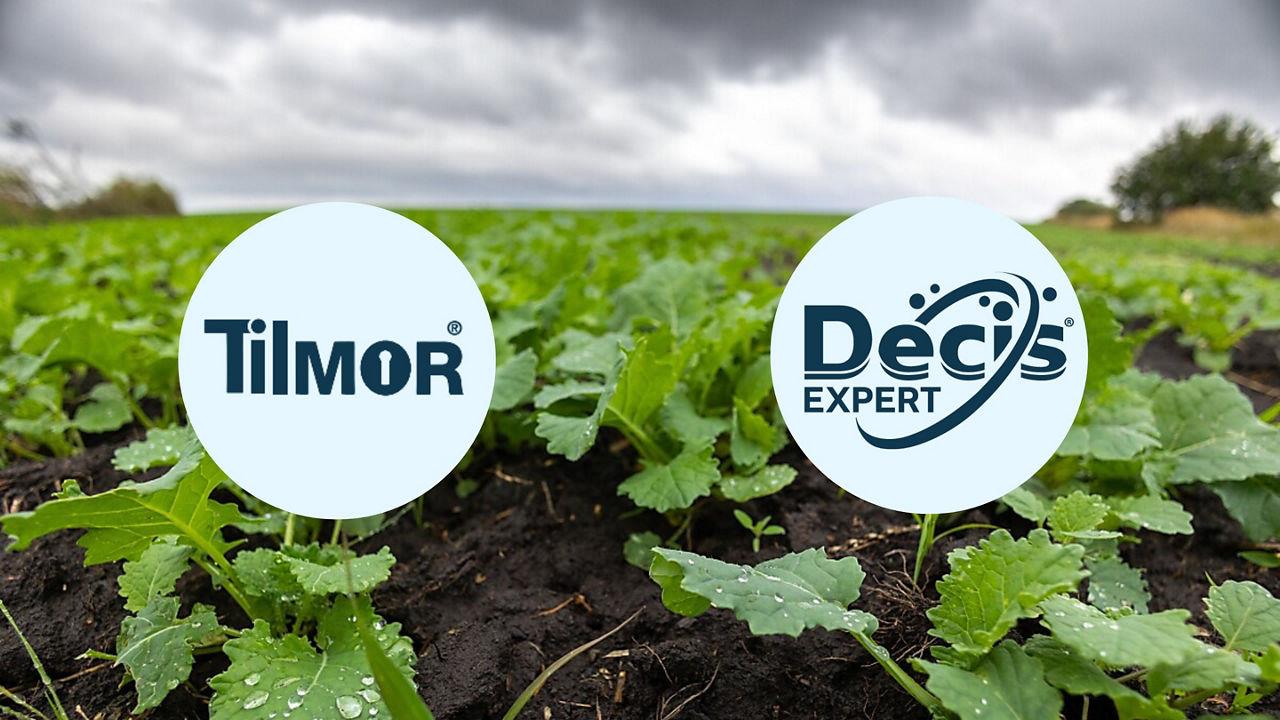 Pachet tehnologic complet pentru protecția culturii de rapiță