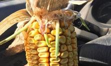 Viviparitatea la porumb: cauze, riscuri și soluții pentru fermieri