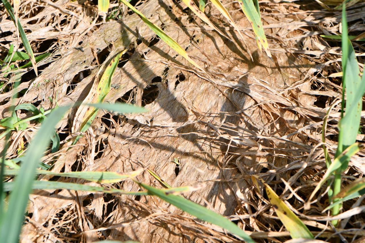 ATENȚIONARE: Mucegaiul roz de zăpadă – Microdochium nivale și Microdochium majus la cerealele de toamnă