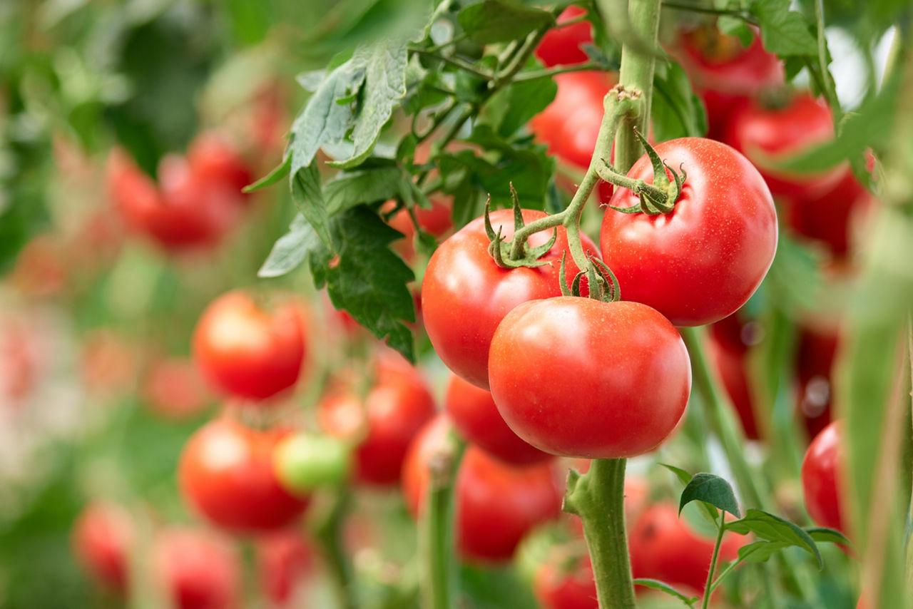 Nematozii – Inamicul invizibil din culturile de legume.