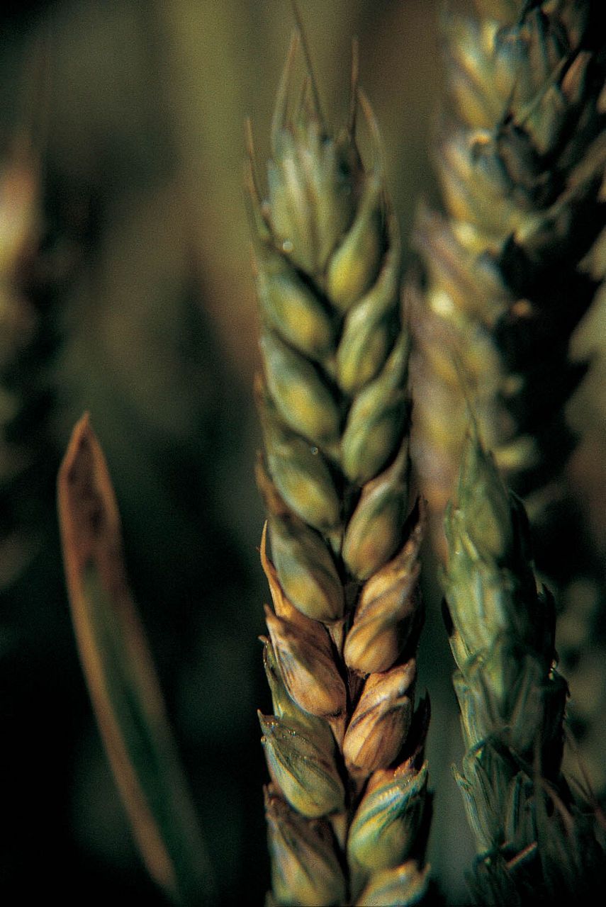 Fusarium graminearum - un patogen periculos 
