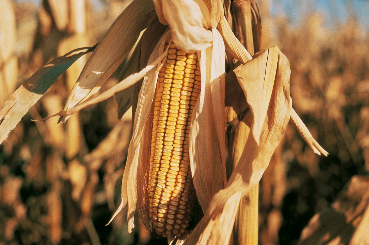 DKC4391WX câștigă Locul I la Porumbul de Aur 2025 – Categoria Neirigat