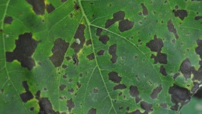 Alternarioza floarea‑soarelui