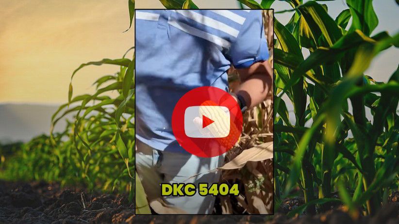 Estimarea producției pentru 𝐃𝐊𝐂 𝟓𝟒𝟎𝟒 și 𝐃𝐊𝐂 𝟓𝟎𝟏𝟔!