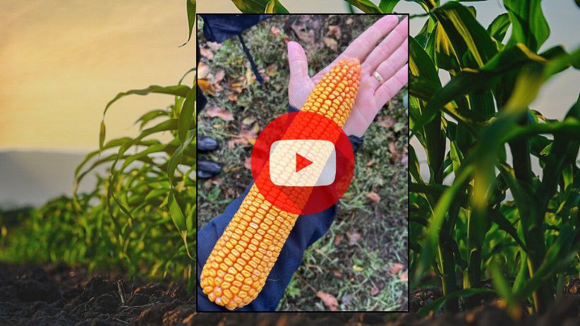 Fie vreme bună, rea, Bayer este în parcela ta! 