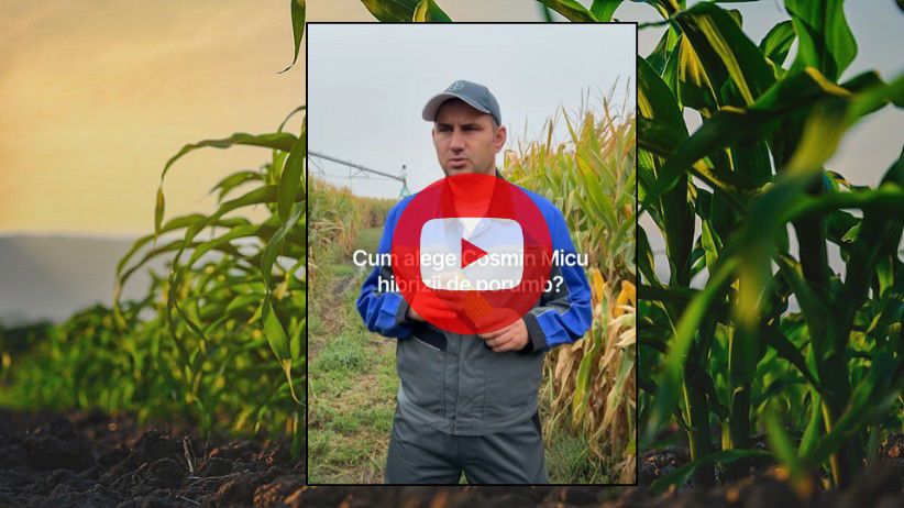 Hibrizii Bayer DKC5709 şi DKC5810