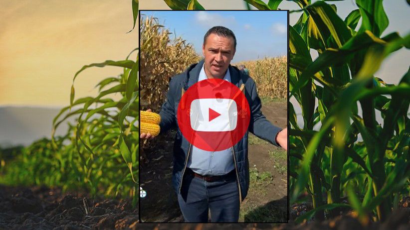 Testare hibrizi Bayer