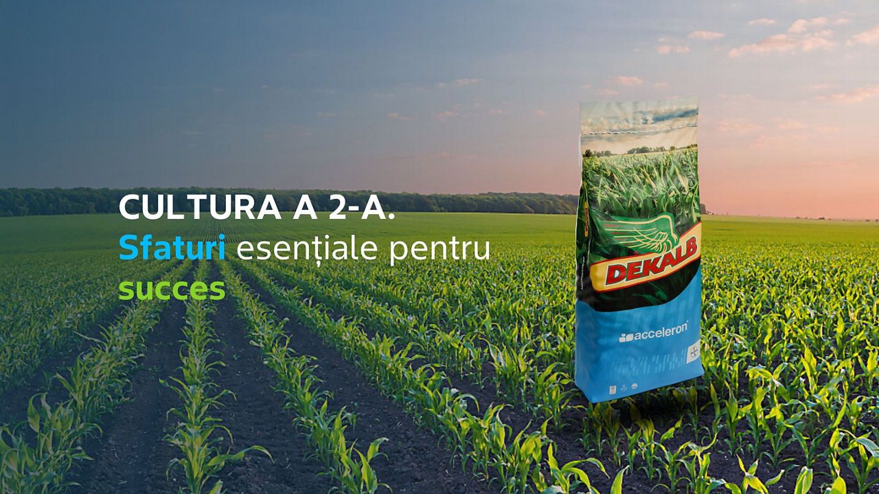 Cultura a 2-A la porumb: sfaturi esențiale pentru succes