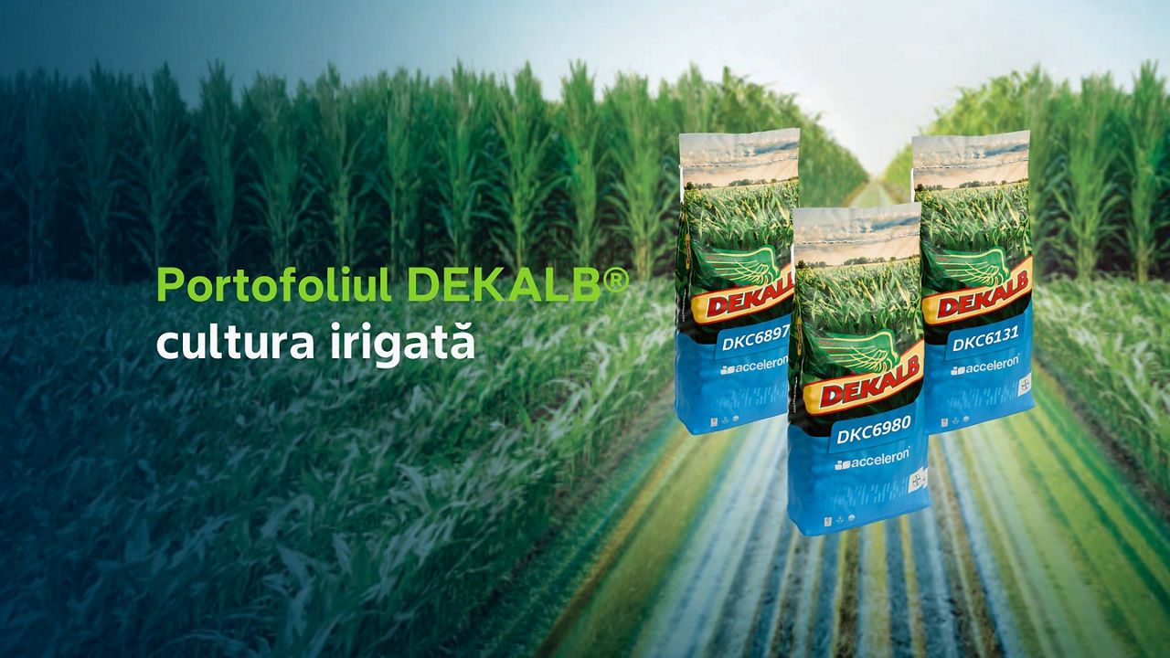Portofoliul DEKALB® pentru cultura irigată