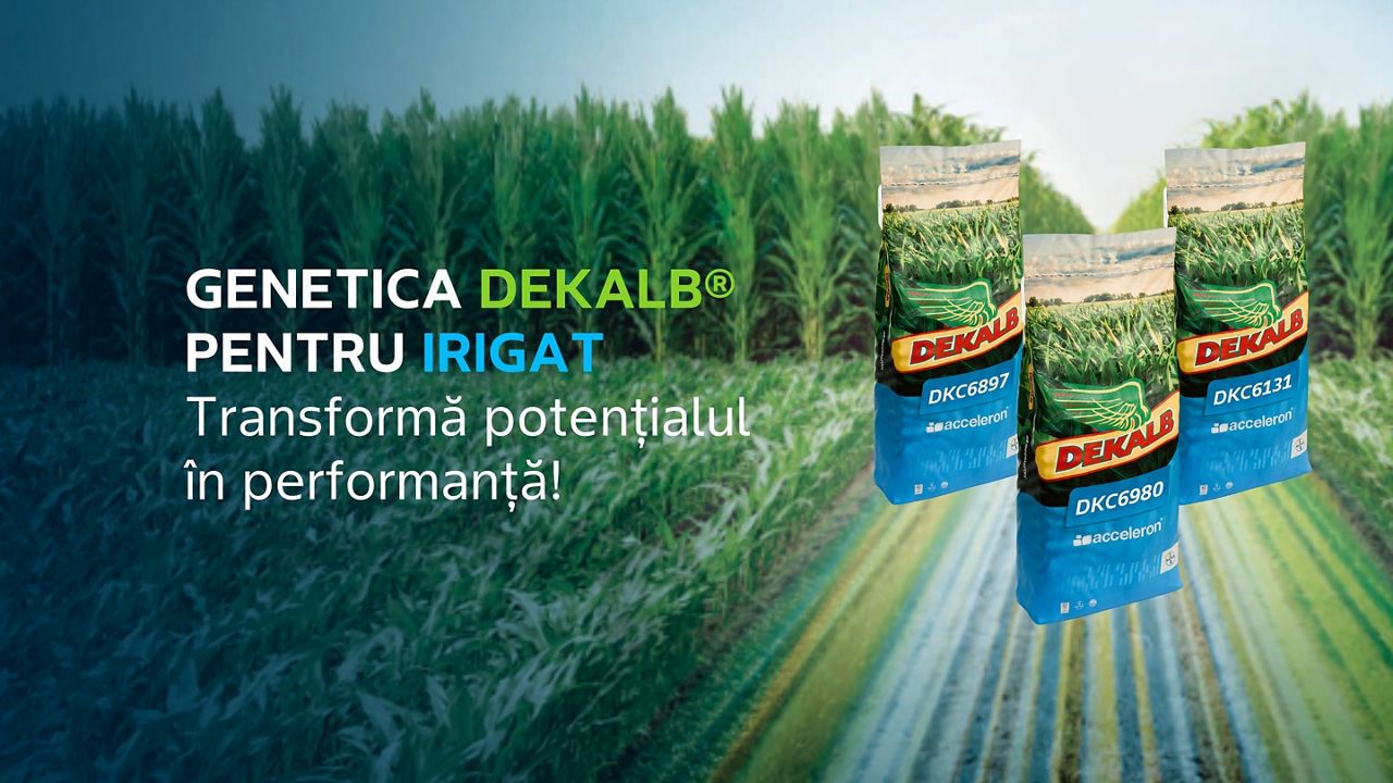 Sfaturi esențiale pentru porumb irigat cu hibrizi DEKALB®