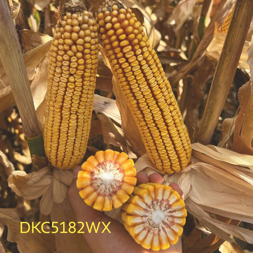 Ambalajul produsului