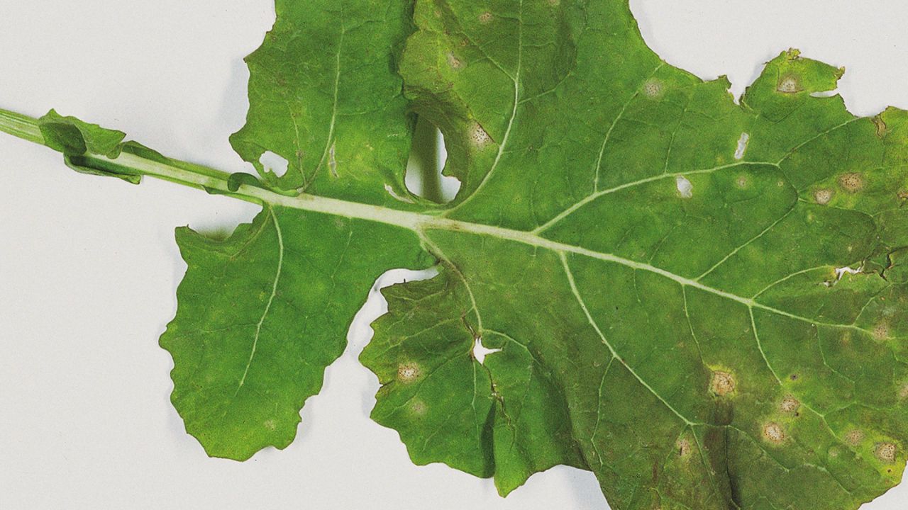 Ghidul bolilor la rapiță