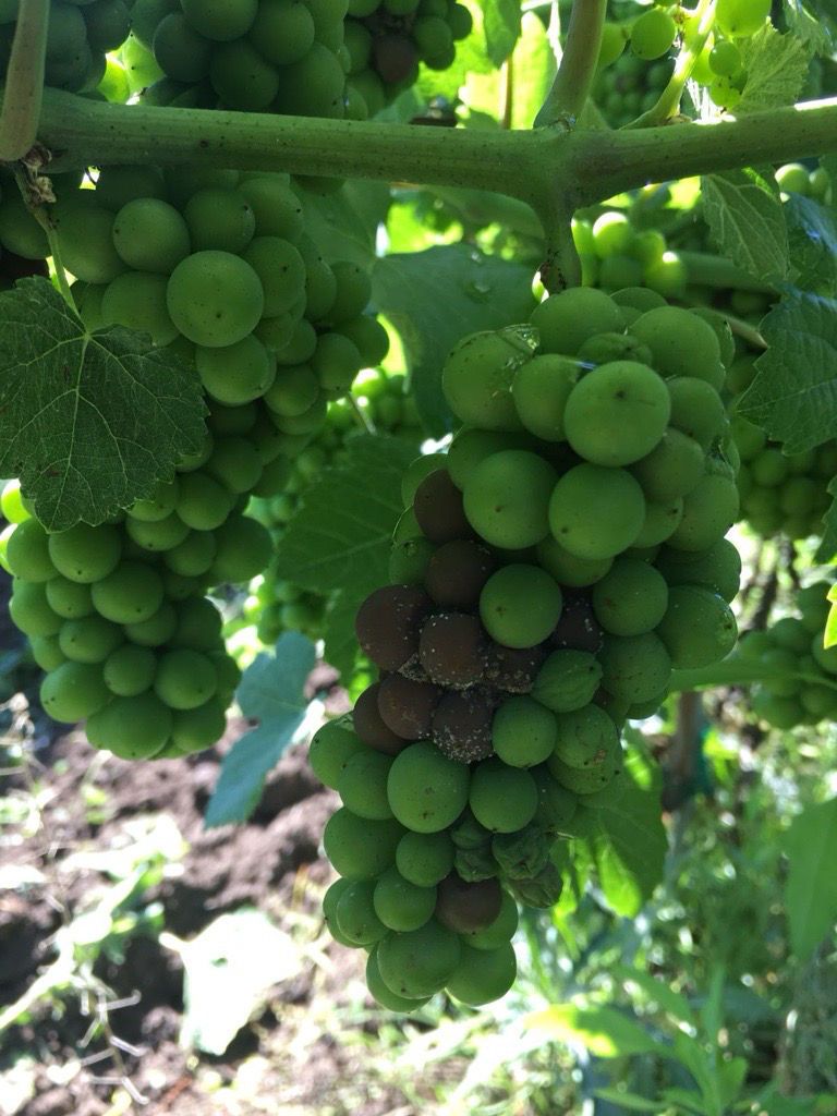 Putregaiul cenușiu la vița de vie