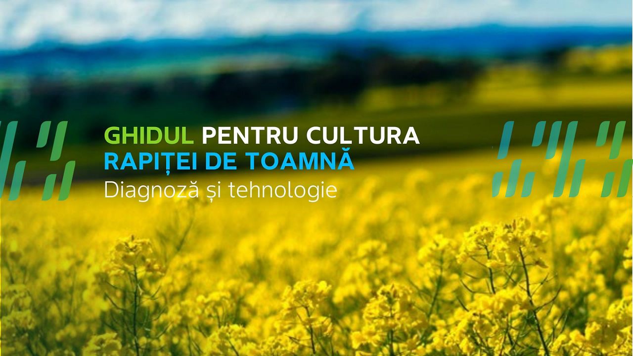 Ghid complet pentru cultura rapiței de toamnă