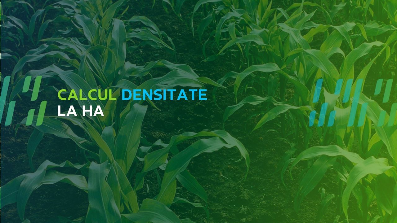 Calculul densității plantelor răsărite la hectar