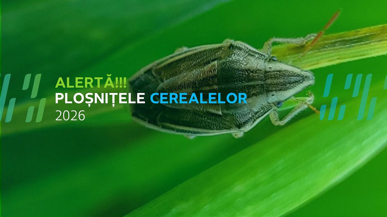 Atenționare fitosanitară: Ploșnițele cerealelor sunt prezente în culturile de grâu
