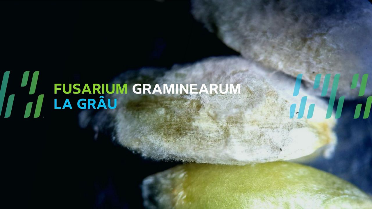 Fusarium graminearum - un patogen periculos 