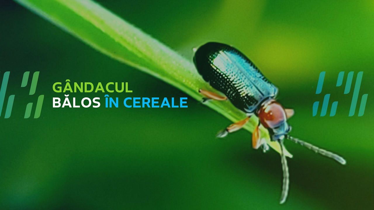 Gândacul bălos în cereale – apariție, monitorizare și combatere