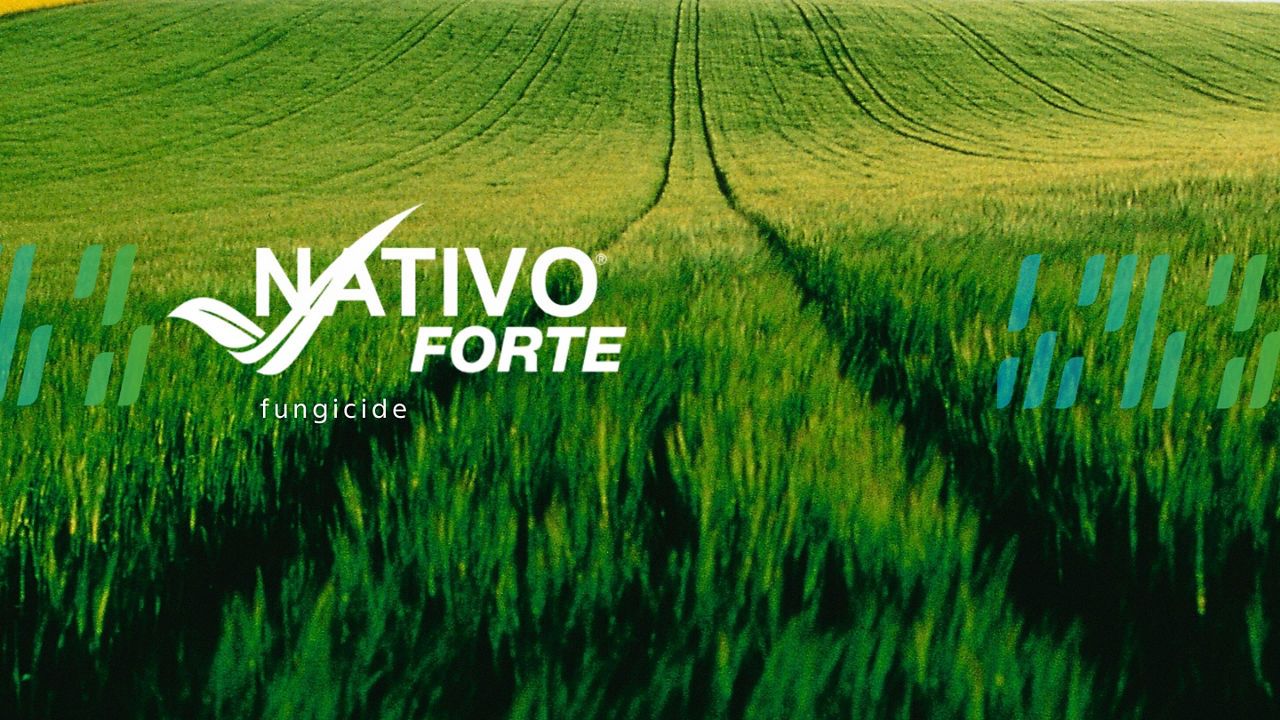 Nativo Forte: protecția frunzei