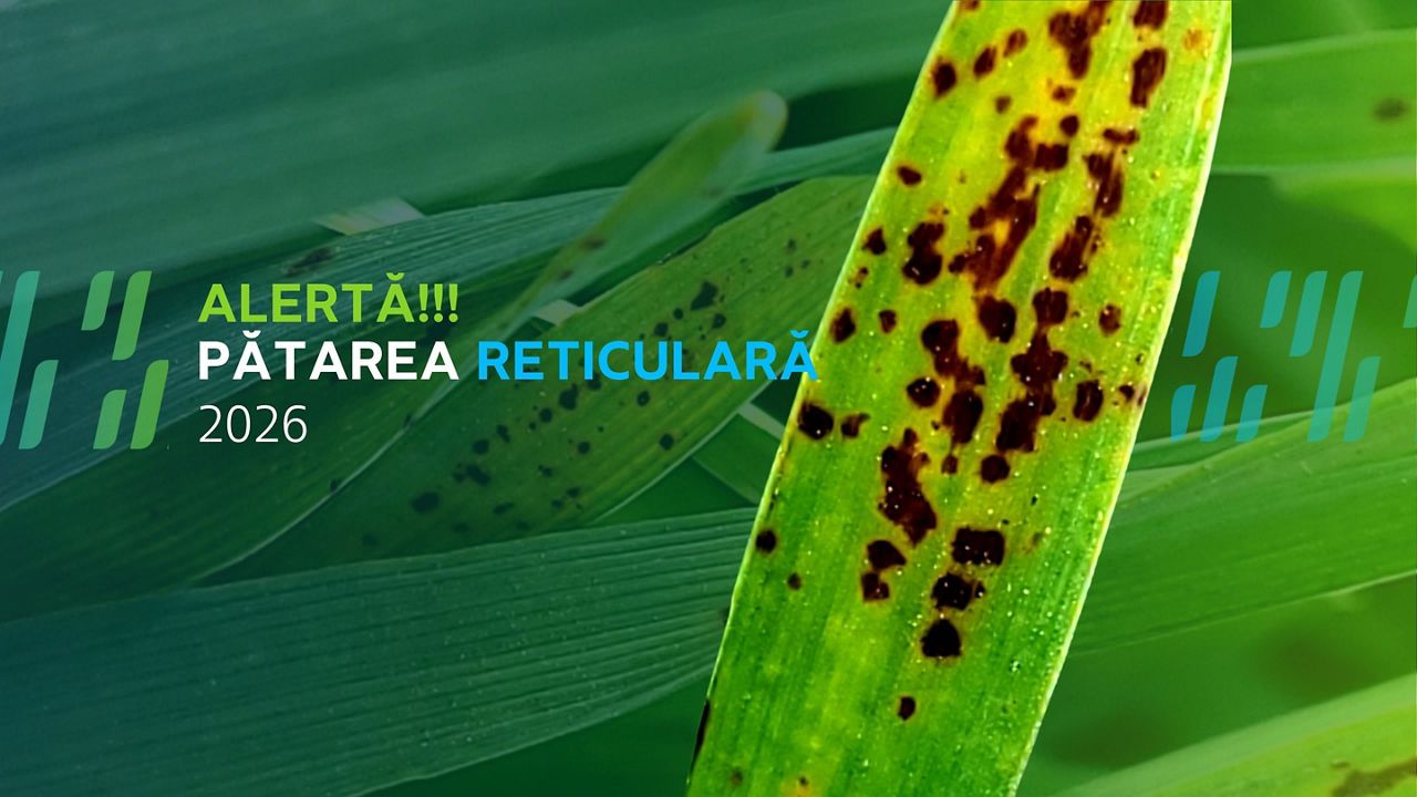Avertizare: pătarea reticulară la orz.