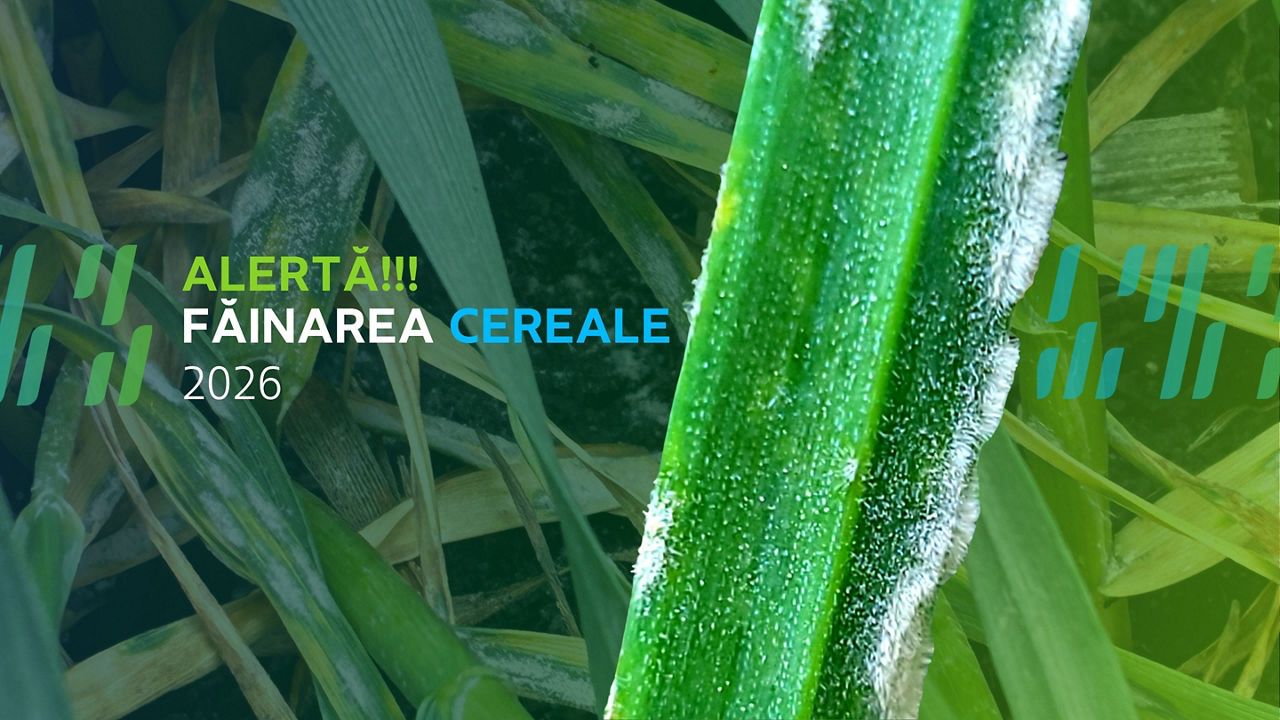 Avertizare făinare 2026