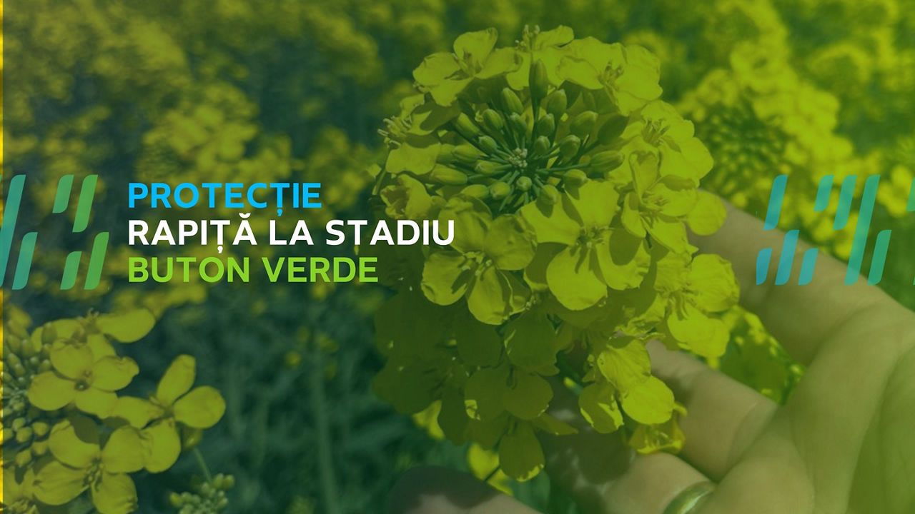 Dekalb: Hibrizi de rapiță care fac diferența în câmp