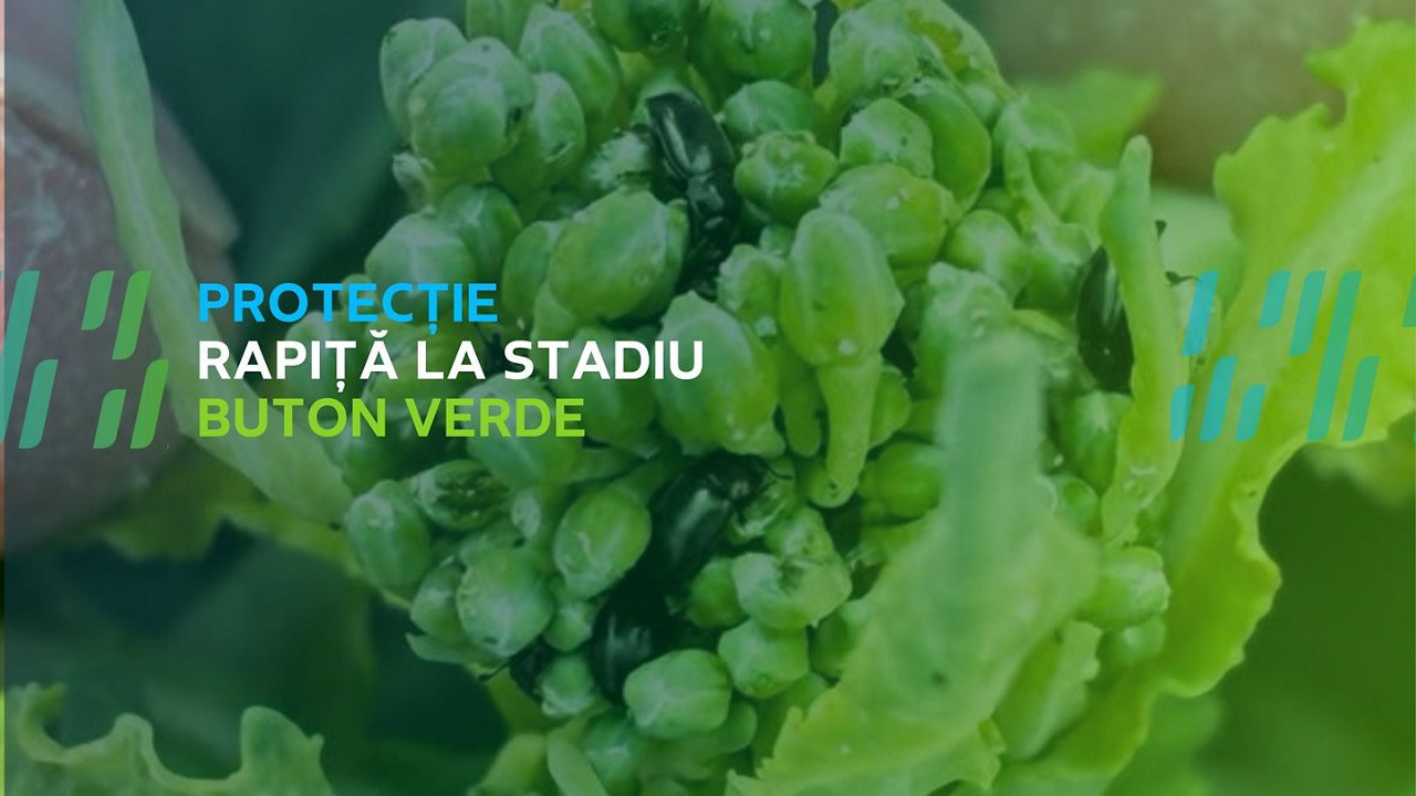 Protecția rapiței în stadiul de buton verde