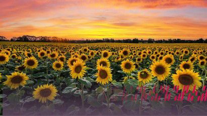 Totul despre floarea-soarelui