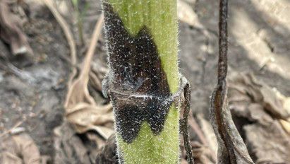 Înnegrirea tulpinilor de floarea-soarelui