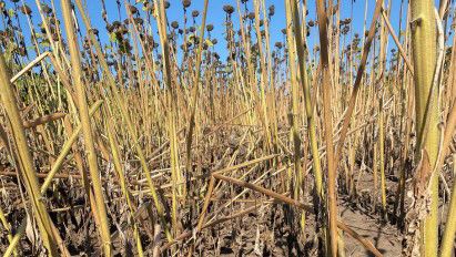 Phomopsis la floarea‑soarelui