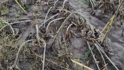 Putrezirea cărbunoasă a florii-soarelui