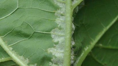 Mana la floarea-soarelui