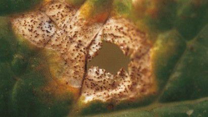 Protecție pentru rapiță: Phoma și buruieni