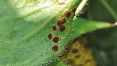 Rugina la floarea-soarelui