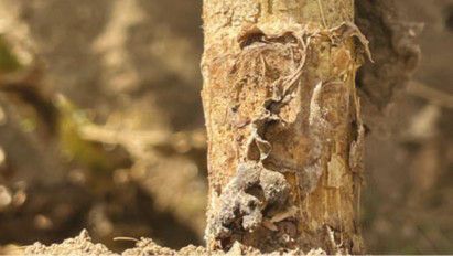 Putregaiul alb la floarea‑soarelui