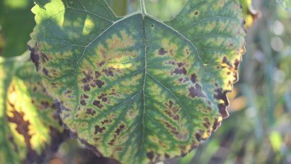 Verticilioza la floarea-soarelui