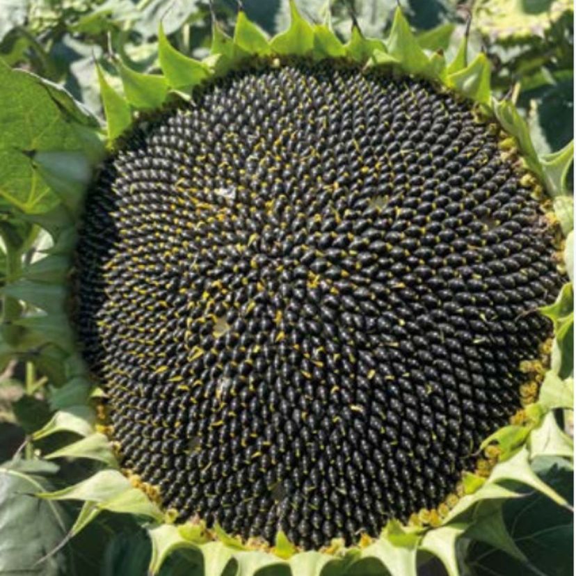 Ambalajul produsului