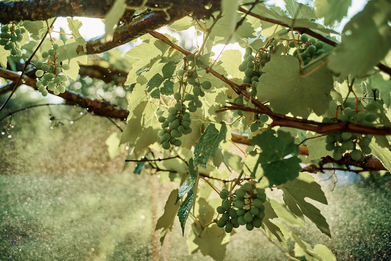 Cicada flavescenței aurii (Scaphoideus titanus)